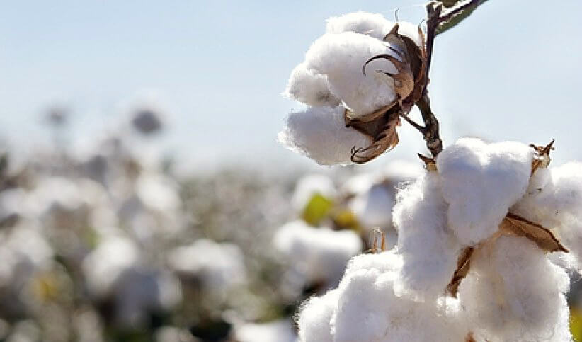 Closeup of cotton in the field