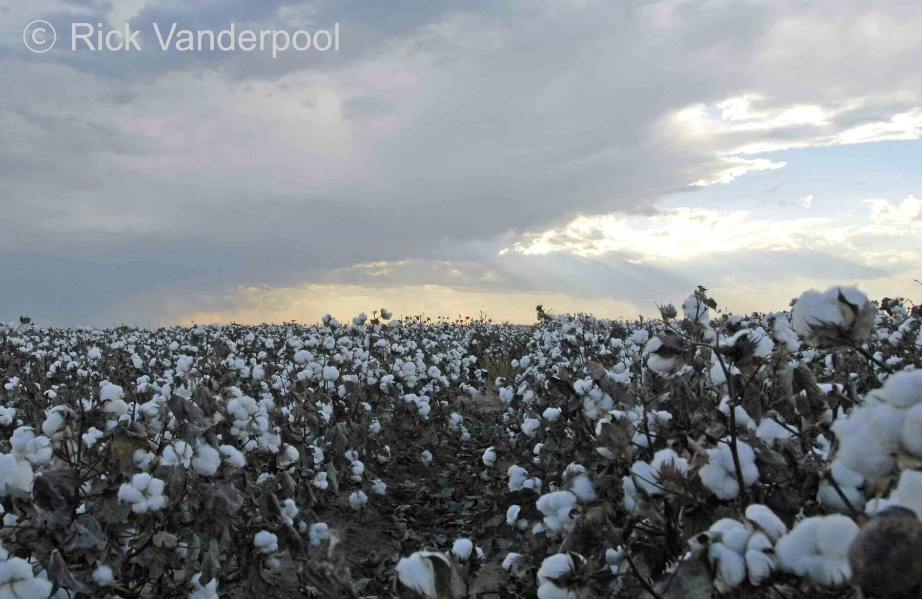 Field of cotton ready for harvest