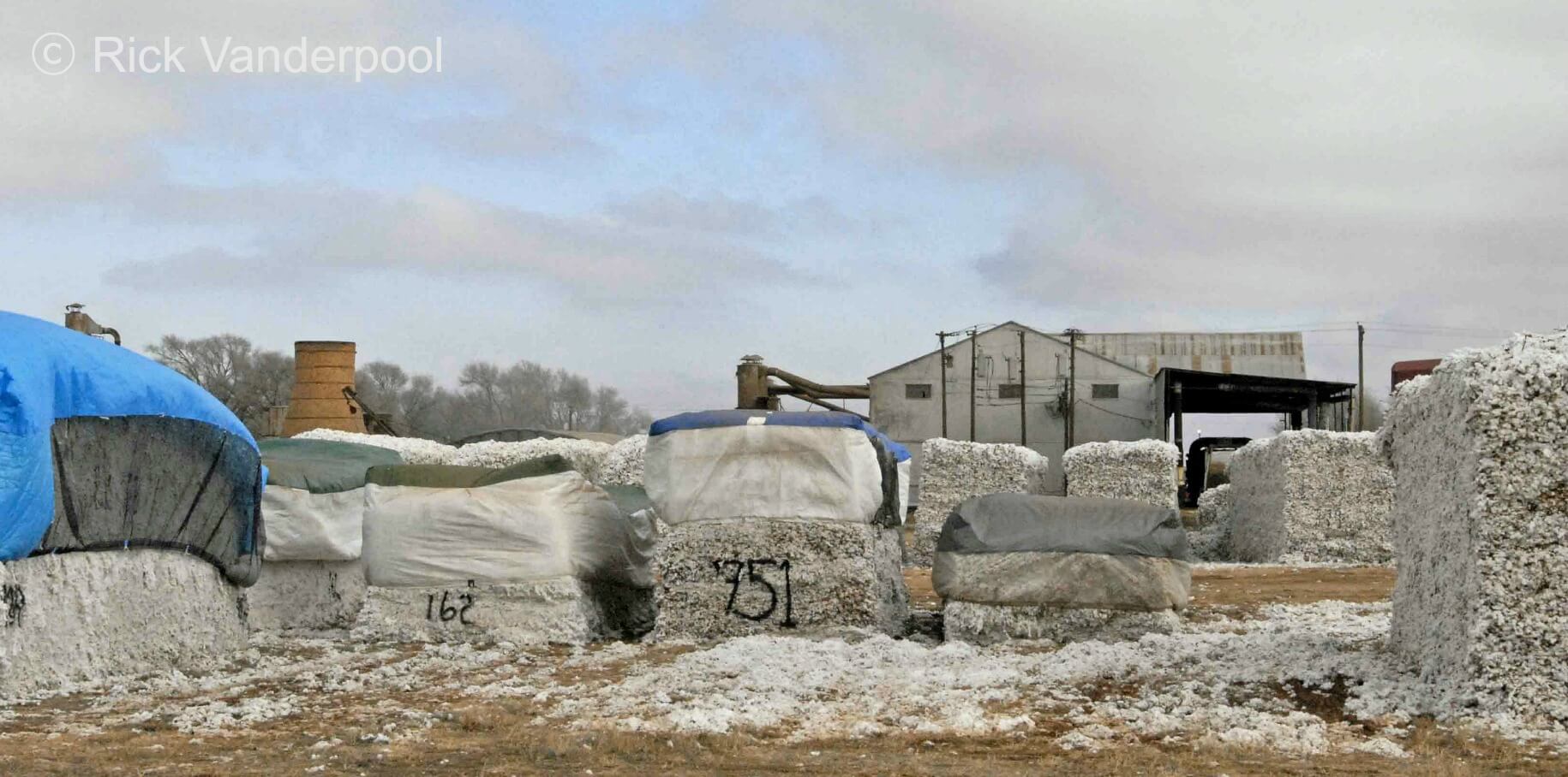 Cotton modules at the gin