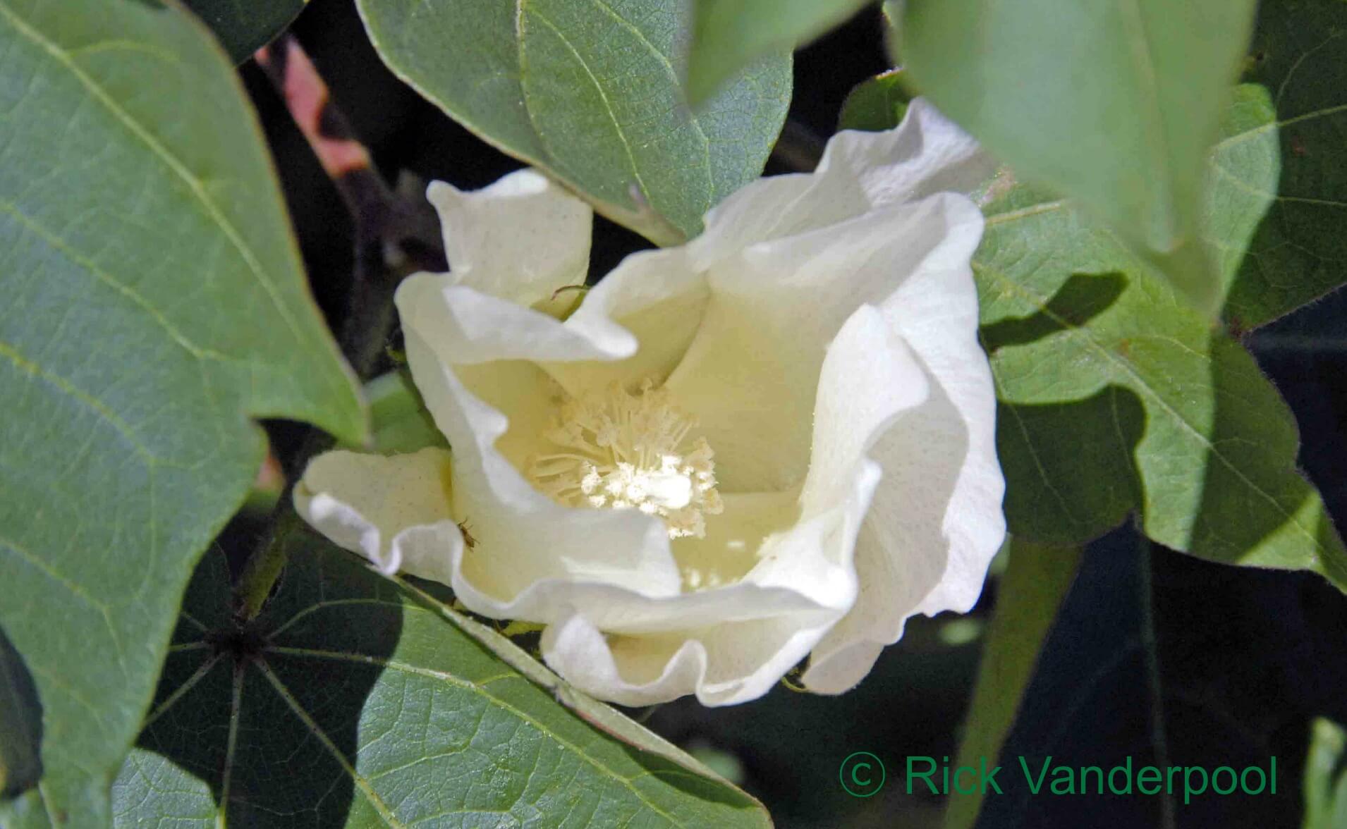 Cotton Cultivation Process