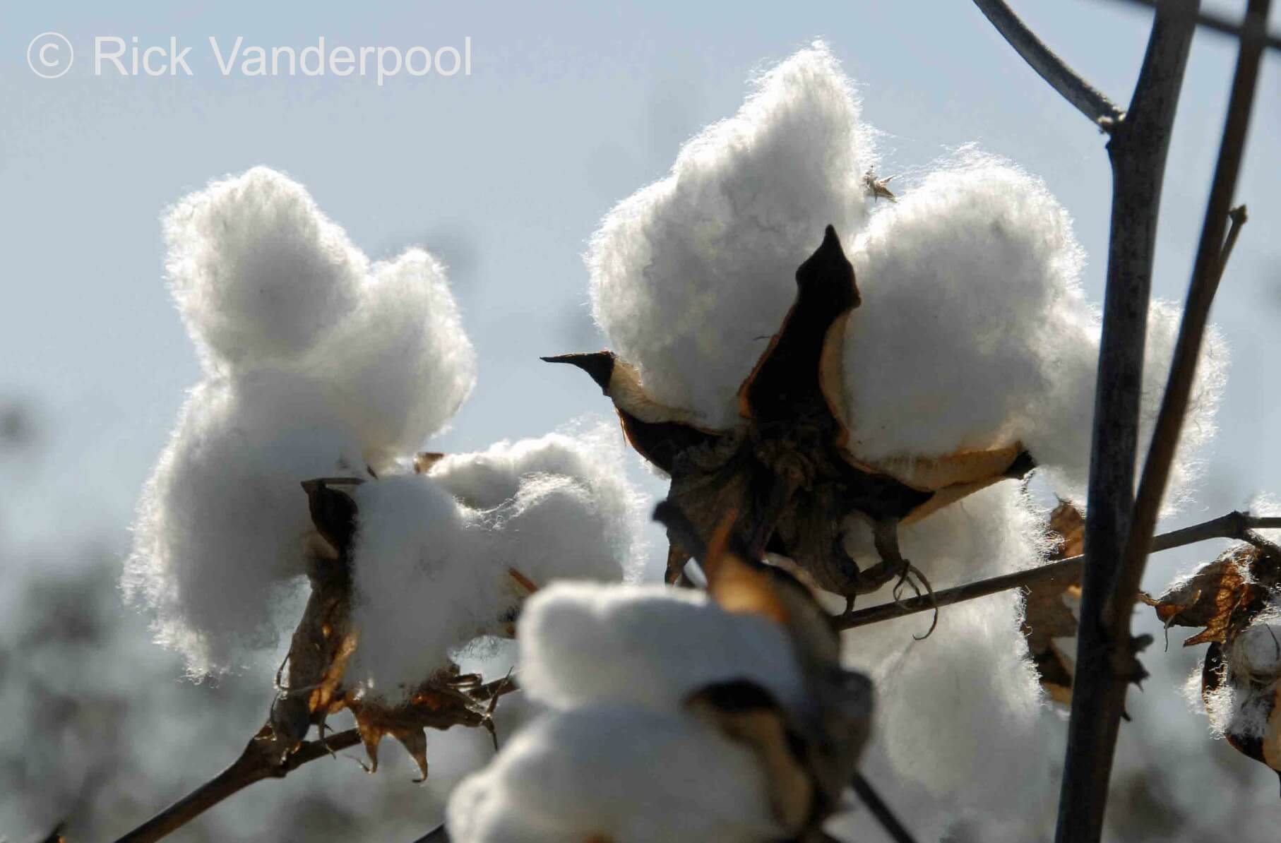 Fluffy cotton bolls