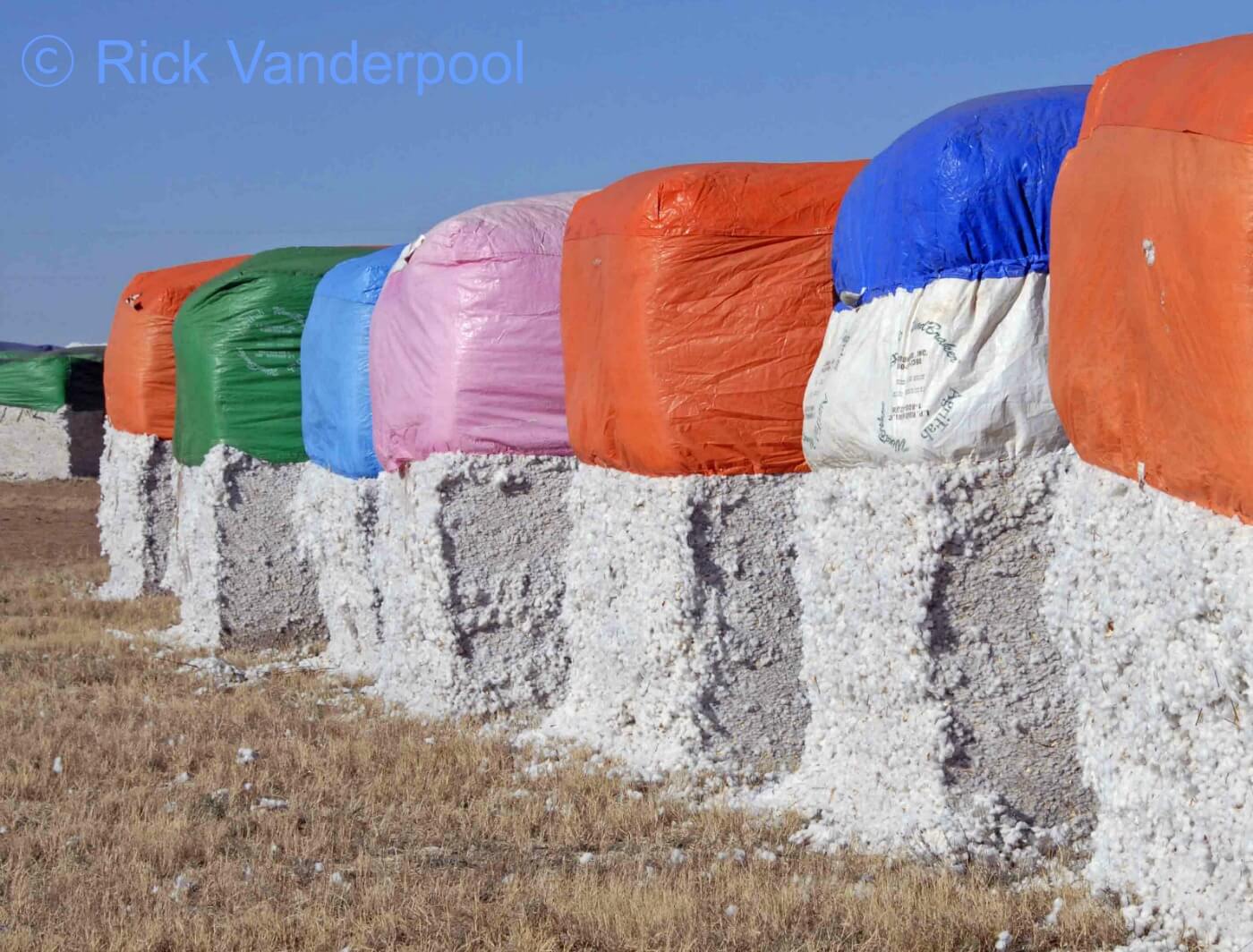 Cotton modules lined up in the field