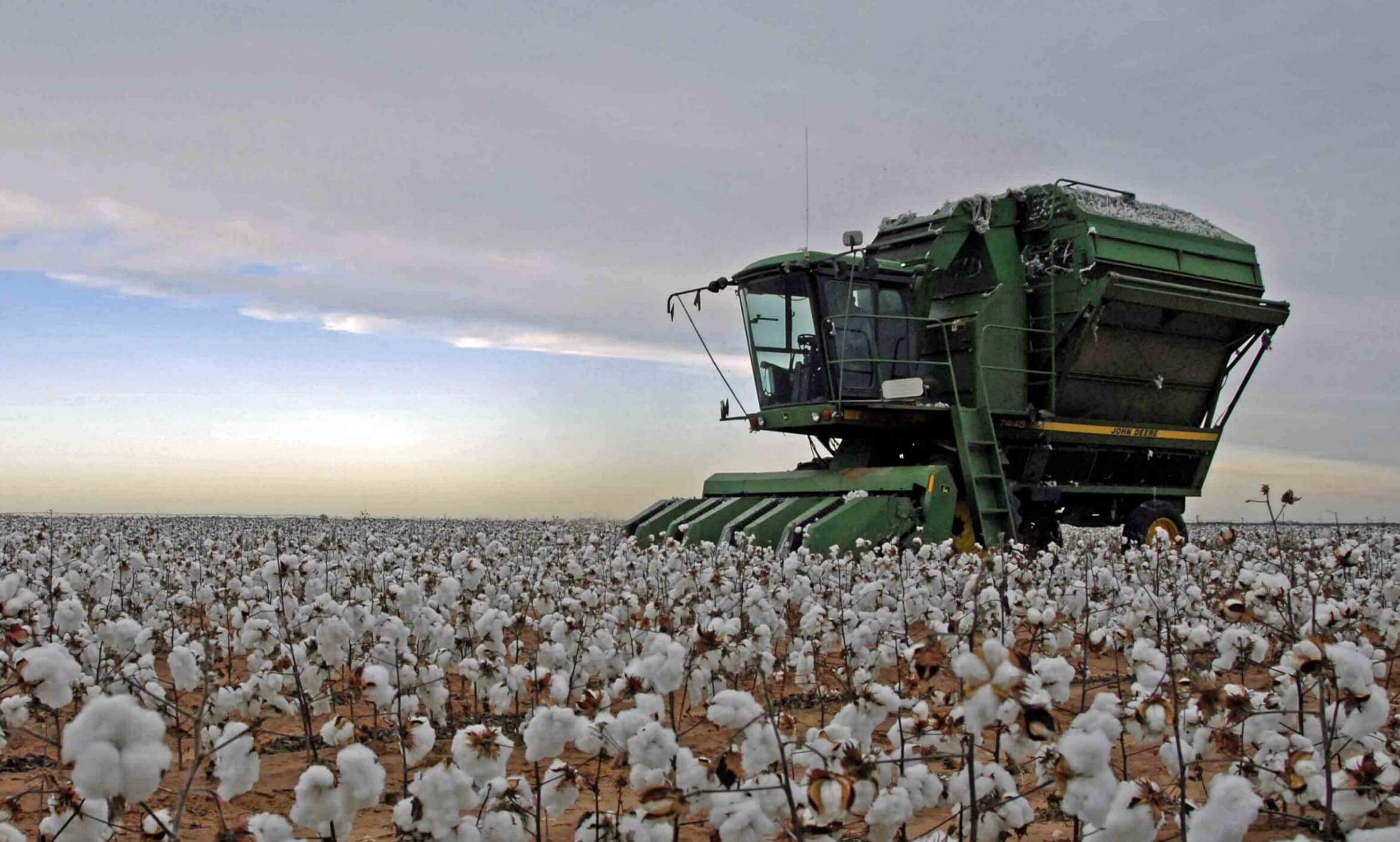 Cotton picking machine in a Lubbock, Texas field