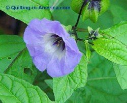 Shoo-Fly or clover broom flower