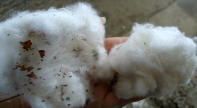 Unginned and ginned cotton